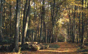 foretfeuillue.jpg (1422458 octets)