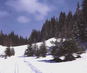foretresineux.jpg (780806 octets)
